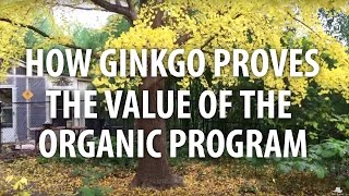 How Ginkgo Proves the Value of the Organic Program  The Dirt Doctor [upl. by Venice107]