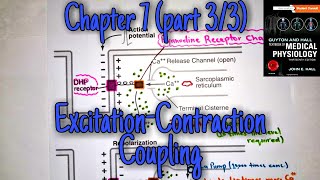 Excitation Contraction coupling chapter 7part 33 Guyton and hall text book of medical physiology [upl. by Efar956]