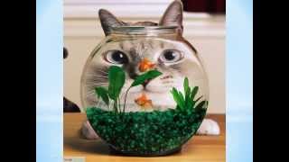 Funny Cats Photo Slideshow Videos  Super Cool Funny Cat Images [upl. by Jannel52]