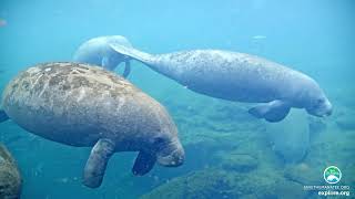 Homosassa Manatee Webcam Highlights  Under Water 2 [upl. by Averir]