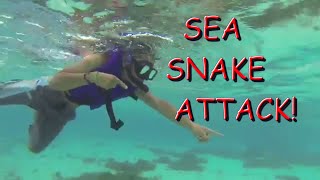 SEA SNAKE ATTACK [upl. by Ahseuqal103]