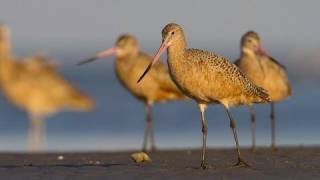 How Nature Works Barrier Island Foraging Strategies [upl. by Sclater]