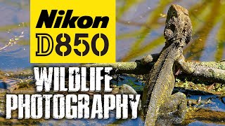 Nikon D850 Wildlife Photography  LOVE This Camera [upl. by Brande177]