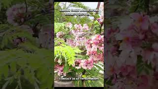 Cassia javanica Rainbowshowtree on flower in pots nature shorts [upl. by Justina]