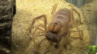 Big Camel Spider Eating Solifugae Video [upl. by Brody]