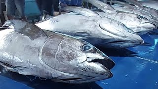 Live 14 June 24 ‼️🔥 Cutting Fresh Yellowfin Tuna [upl. by Pillihpnhoj]