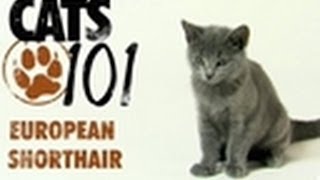 European Shorthair  Cats 101 [upl. by Ahsuatal]