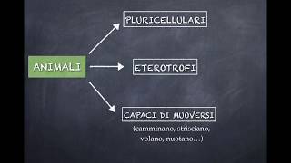 IL REGNO DEGLI ANIMALI PRIMA PARTE PORIFERI CELENTERATI ECHINODERMI [upl. by Trinl]