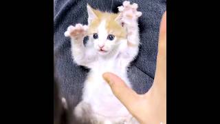 Hands up cat shorts catlover catvideos [upl. by Anirehtac288]