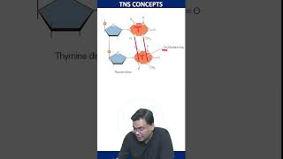 Photo Damage to DNA  Thymine Thymine Dimer  csirnet csirlifescience [upl. by Wilfred]