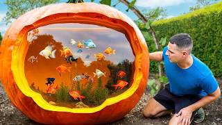 I Turned A Pumpkin Into A Fish Aquarium [upl. by Reiser]