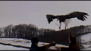 Stellers Sea Eagle swoops down in Yorkshire [upl. by Huberty307]