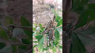 Grasshopper insects🦗  grasshopper insect drawing  life cycle of grasshopper youtube bug insects [upl. by Mitchiner921]