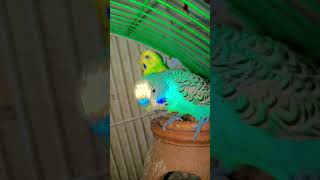 Parrots In Enjoy parrot birdlife birdsoftheworld shortfeed viralshorts [upl. by Atinek]