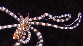 Wunderpus photogenicus in aquarium a beautiful small octopus [upl. by Ingalls]