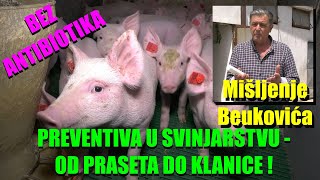 Program PREVENTIVE za svinjarstvo  od PRAŠENJA do KLANICE bez ANTIBIOTIKA  mišljenje Beukovića [upl. by Eillat949]