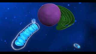 How infrared light therapy work [upl. by Yrrek]