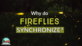 Why do Congarees Fireflies Synchronize  Congaree National Park Fireflies [upl. by Ykcaj]