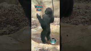 Gorilla Goes Wild in Water waterfun funnymoments [upl. by Acimad]