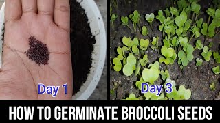 How to germinate broccoli seeds [upl. by Adnim]