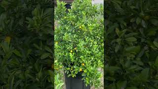 Calamondin citrus ripening on the plant gardening bees garden fruit citrus [upl. by Ajan979]