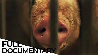 The Carnivores Dilemma Is It Ethical to Eat MEAT from Industrial Farms  ENDEVR Documentary [upl. by Neale]