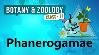 Phanerogamae  Kingdom Plantae  Biology Class 11 [upl. by Lyrahc276]