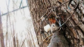 How to set a Tree Set trap for Squirrel  Conibear 110 [upl. by Anas]