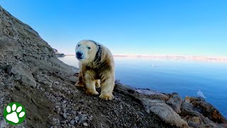 Unglaubliche Begegnung mit einem Eisbären [upl. by Anirtac]