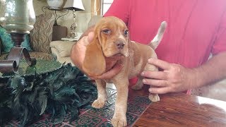 8 week REDTICK BEAGLE LUCY on her big adoption day [upl. by Vipul]