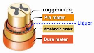 Ruggenmerg medulla spinalis [upl. by Enidlarej]