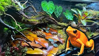 Poison Dart Frog Bioactive Vivarium Build Step By Step Terribilis [upl. by Emily69]