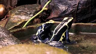 Dendrobates Tinctorius Cobalt calling and courting [upl. by Collis]