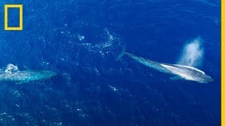 El quotCoqueteoquot de las BALLENAS AZULES captadas por esta cámara  National Geographic en Español [upl. by Alyakam]