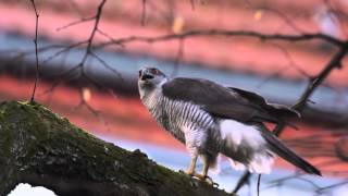 Goshawks courtship display [upl. by Ysabel]