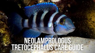 Mini Frontosa  Neolamprologus Tretocephalus Care Guide [upl. by Neff425]