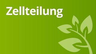 Zellteilung  Biologie  Biologie der Zellen [upl. by Josh]