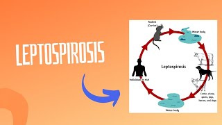 Leptospirosis  Weils Disease [upl. by Aiket]