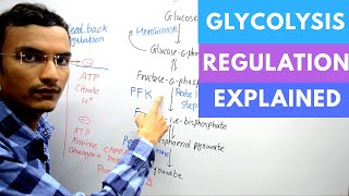 Regulation of Glycolysis [upl. by Elia]