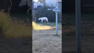 Great Dane play greatdane dog [upl. by Rita]