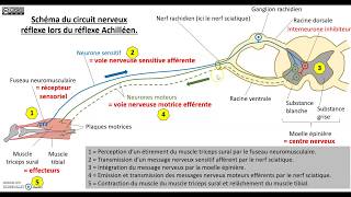 Le contrôle nerveux du réflexe myotatique [upl. by Camille]