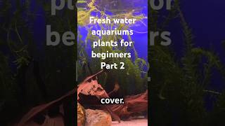 Fresh water aquariums plants for beginners part 2 [upl. by Sell461]