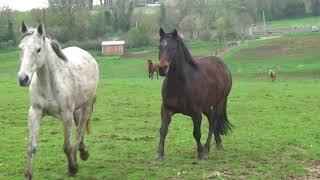 galop d un troupeau de 50 chevaux aux écuries de lespoir [upl. by Kreindler]