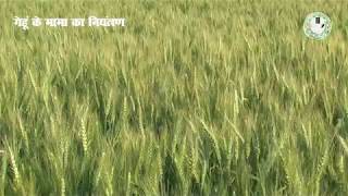 Control of Phalaris Minor in Wheat  गेहूं के मामा का नियंत्रण [upl. by Dominus]