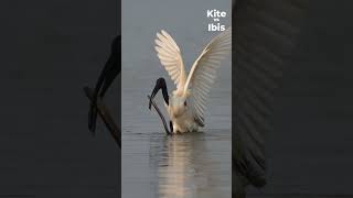 Animal Face Off  Brahminy Kite Vs Blackheaded Ibis  Nikon Z6III  Encounter [upl. by Kamal]