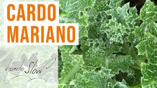 Cardo mariano Silybum marianum [upl. by Corie]