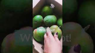 How to ripen mango at home in just 3 days [upl. by Ynohtnanhoj]