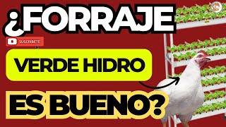 🌱 ¿Es Seguro Darles Forraje Verde Hidropónico a tus Pollos 🐔 Descúbrelo Aquí 👀 [upl. by Poul667]