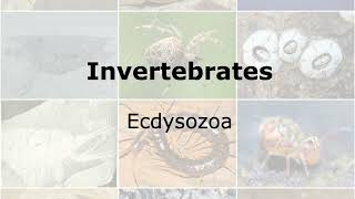 Invertebrates Clade Ecdysozoa [upl. by Pieter779]