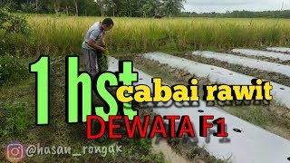 CARA MENANAM CABE RAWIT DEWATA F1 [upl. by Monjo224]